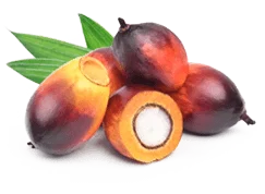 Palmitoylethanolamide PEA ingredient in SciatiEase
